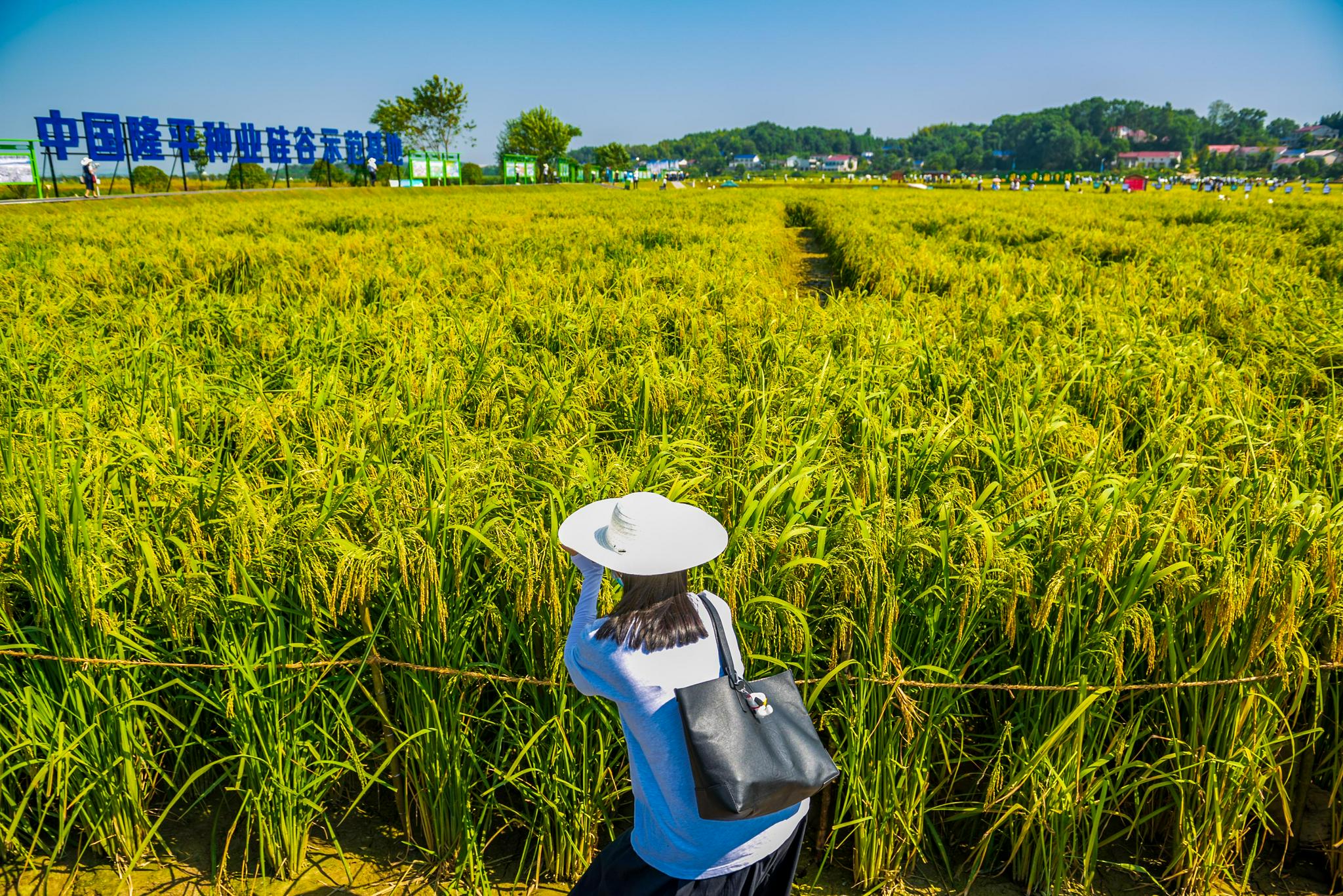 禾下乘凉梦成真 长沙2米"巨型稻"稻子黄了|稻子|长沙|稻穗_新浪新闻