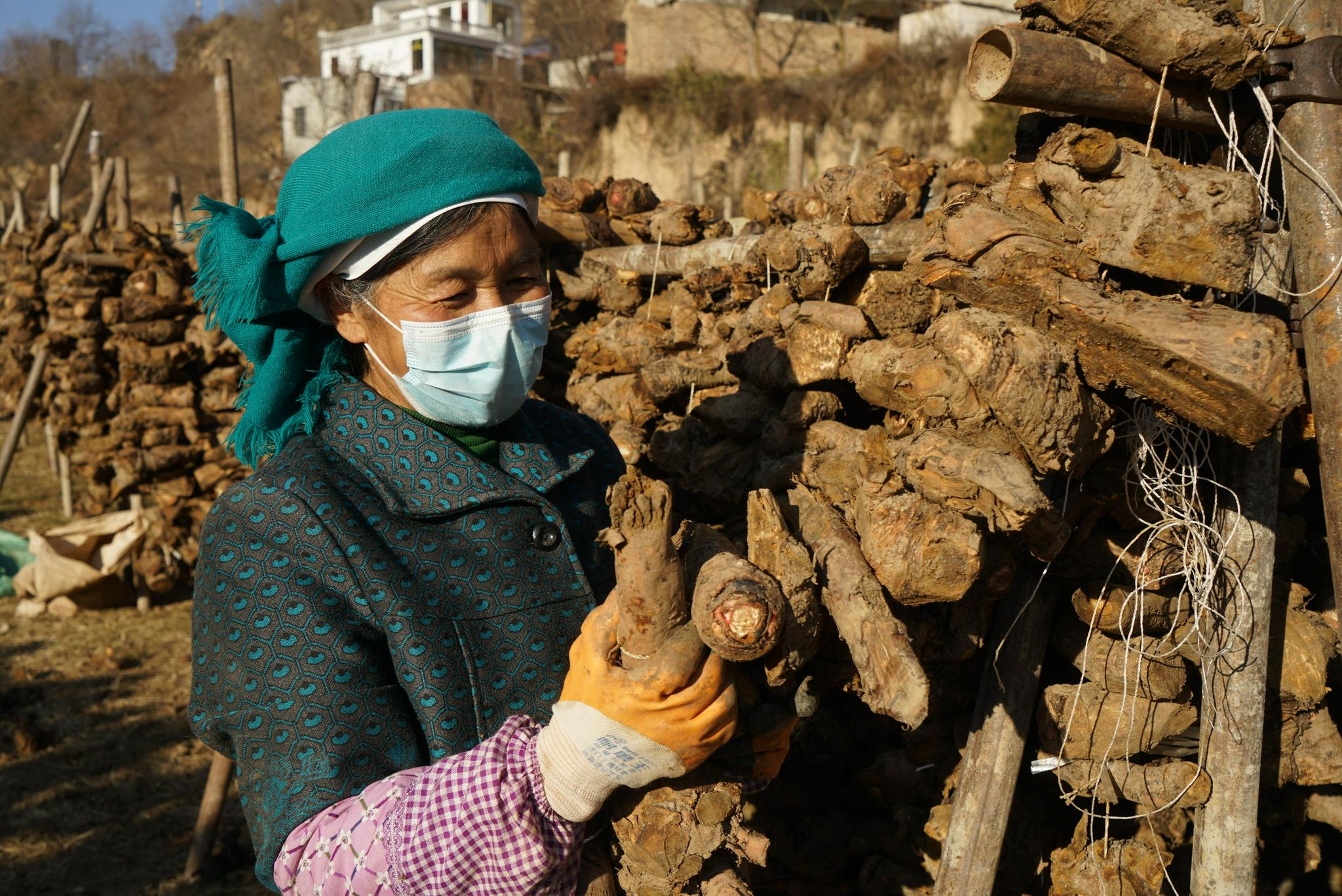 宕昌40万亩中药材丰收