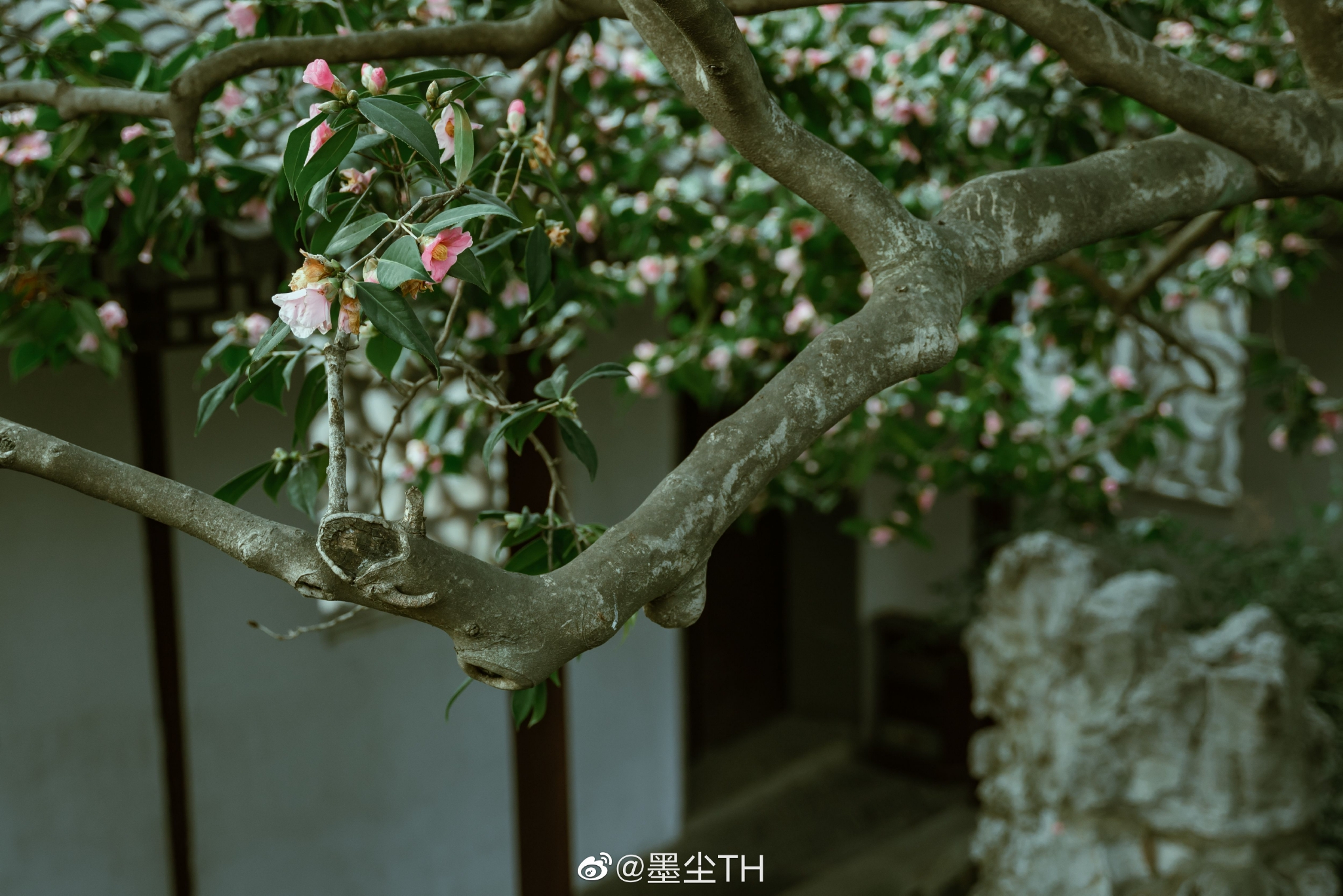 春来无事，只为花忙。晚安__财经头条