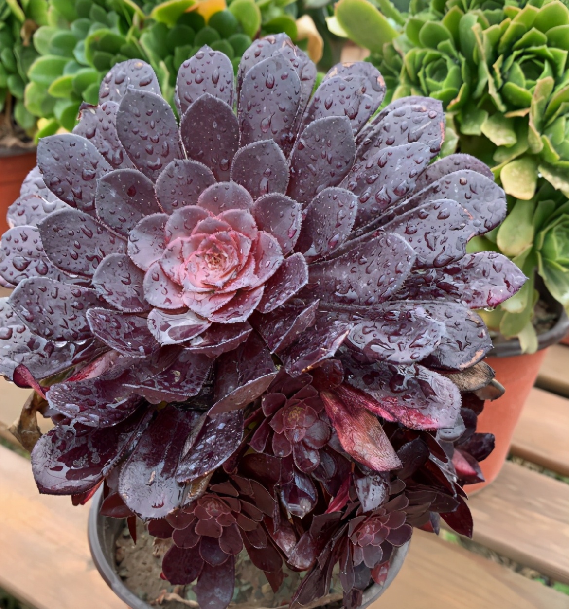 进入高温天气,多肉黑法师有"4怕",做错其中一点,都会出问题