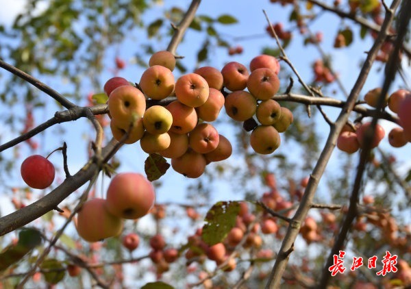 一树海棠花果同枝