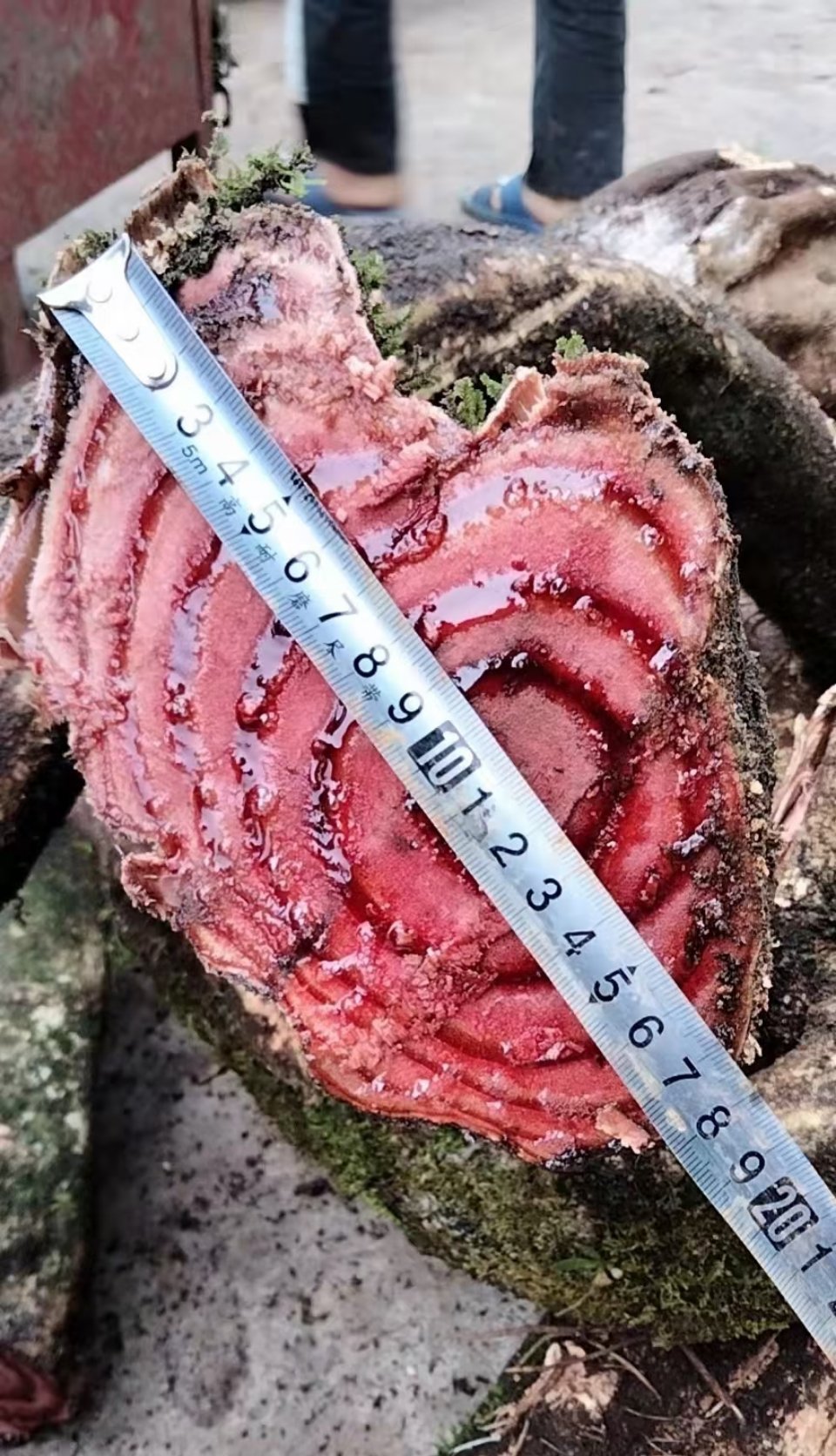 野生鸡血藤中药材正宗广西深山百年老藤煲汤泡酒煮水调理月经养生