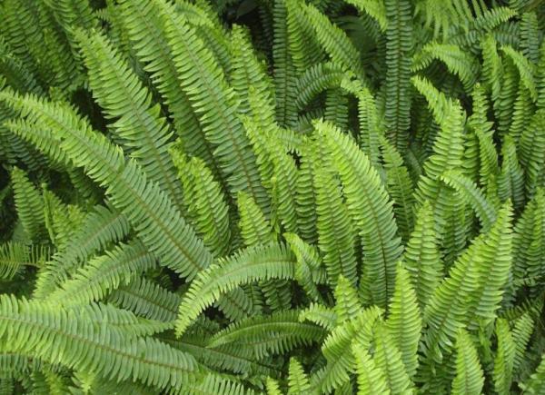 农村的地鸡蛋吃过吗小时候经常吃的零食好吃又解渴