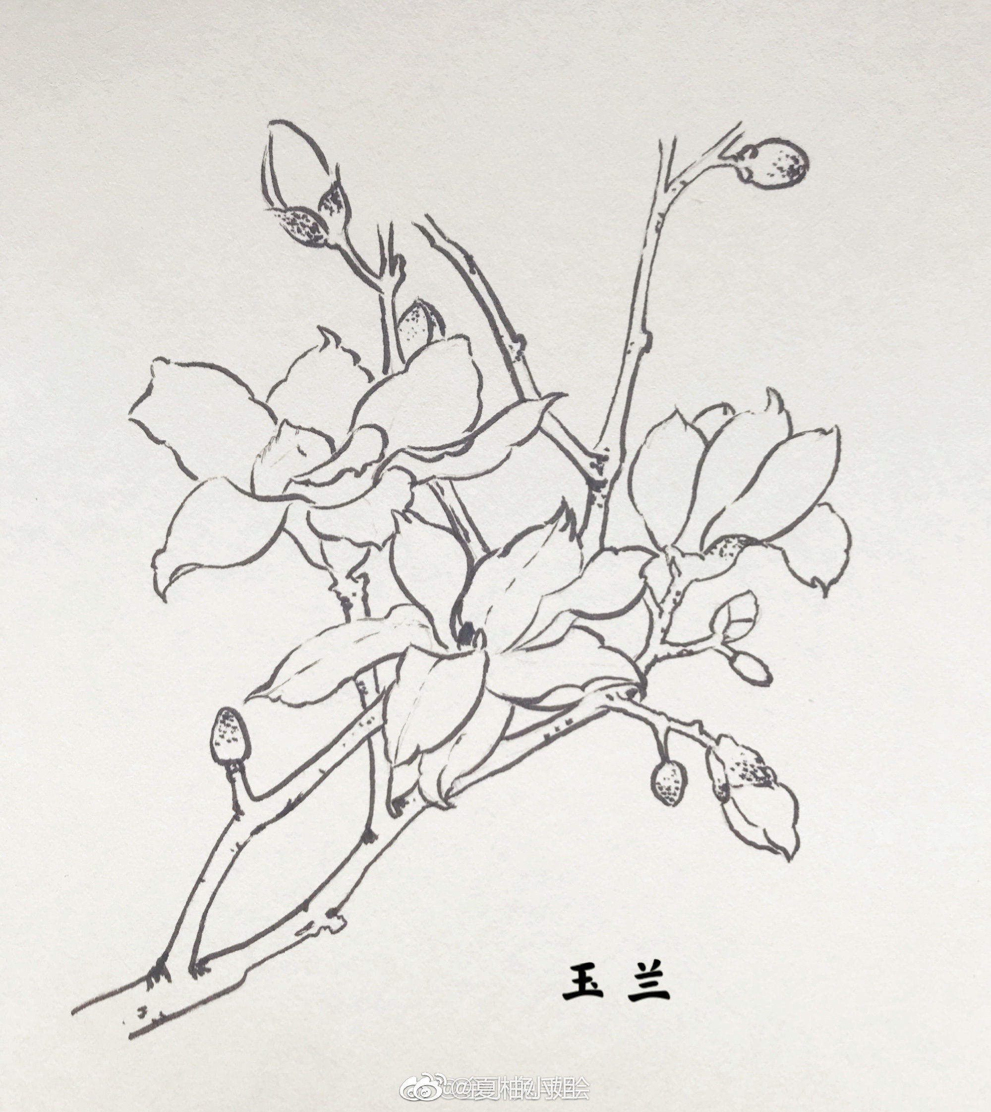 一组古风花卉线稿_高清图集_新浪网