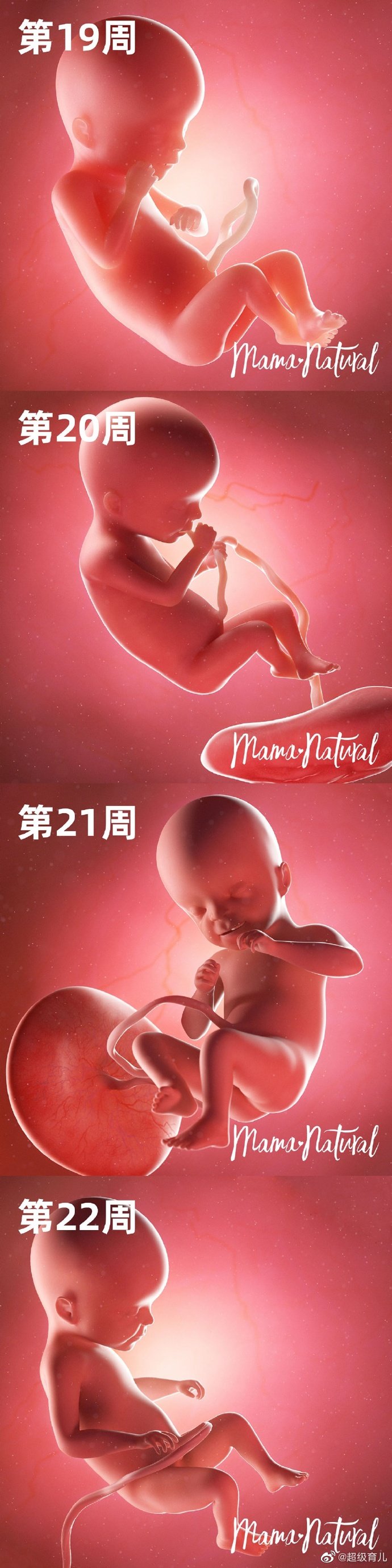孕期3至41周的宝宝发育图