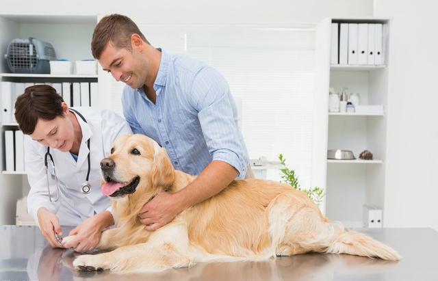 狗狗有"5道寿命劫",躲得过就能长寿,你家躲过了没有?