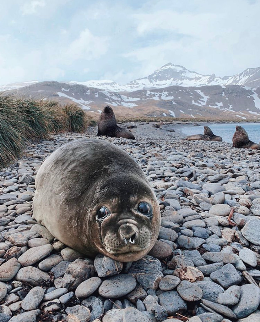 极地摄影师johnbozinov 镜头下的极地生物,除了看到它们可爱的一面