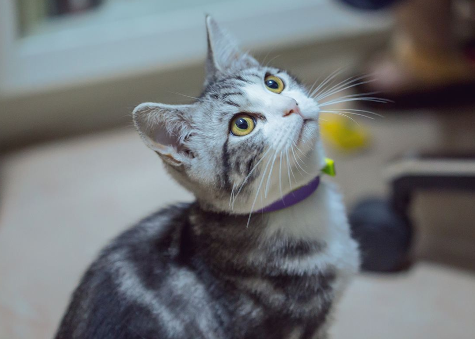 喵星人的歪头杀伤力十足但你知道猫咪为什么喜欢歪头卖萌吗