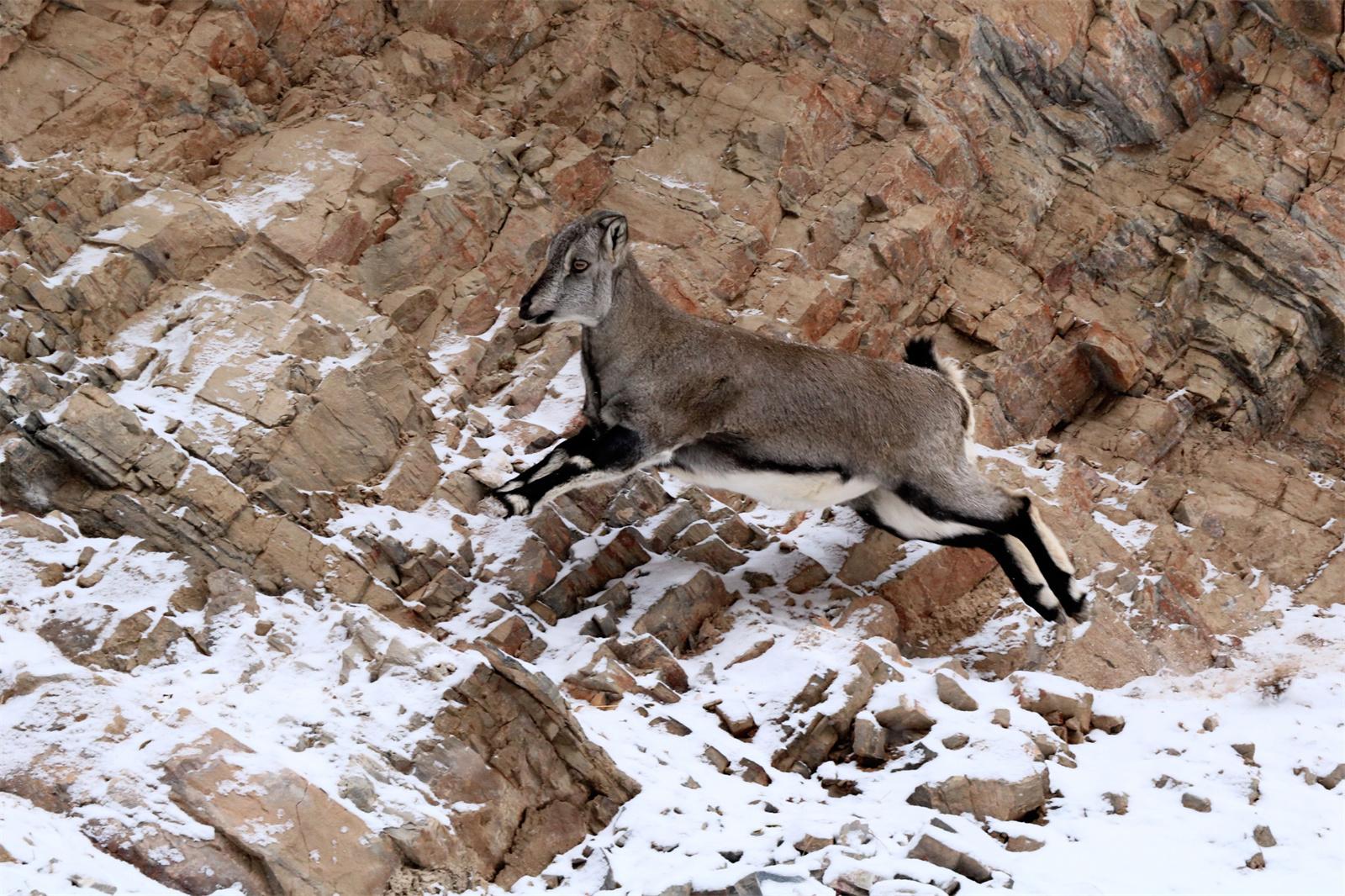 初雪之后贺兰山岩羊雪地觅食