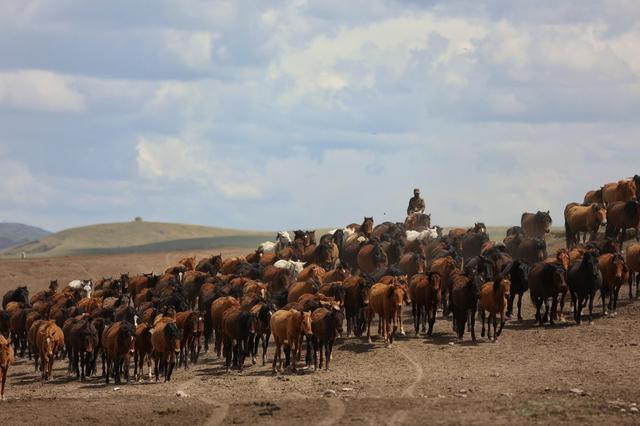 甘肃张掖山丹军马场骏马飒沓如流星