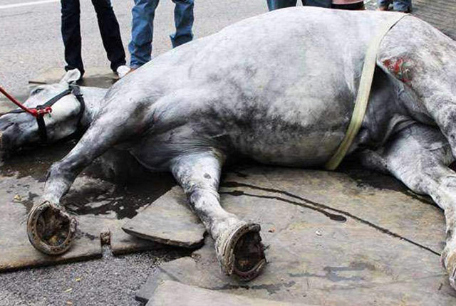 2个月连发13起,1313头生猪被扑杀,坏消息:猪瘟还没走马瘟又来