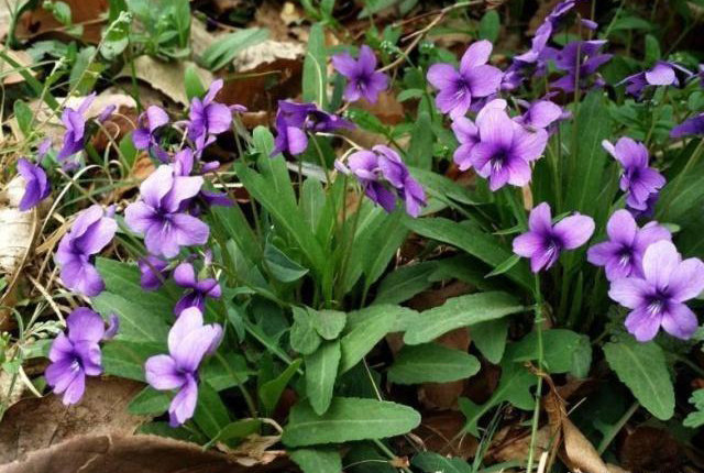 农村珍贵又稀少的犁头草别看长的不起眼其实全身都是宝