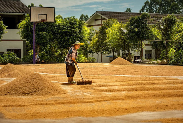 公路上就总能散发出各种粮食色,麦收季节,马路上晒金黄的麦子,玉米