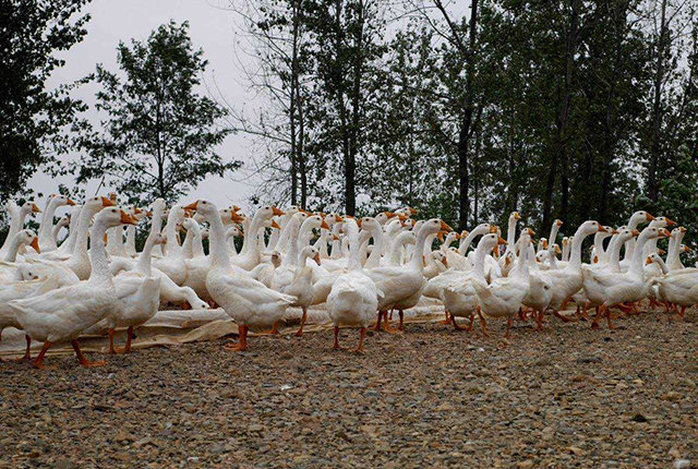 有人林下养鹅,利润40元,可有人沙漠养鹅,售价却达150元,咋回事