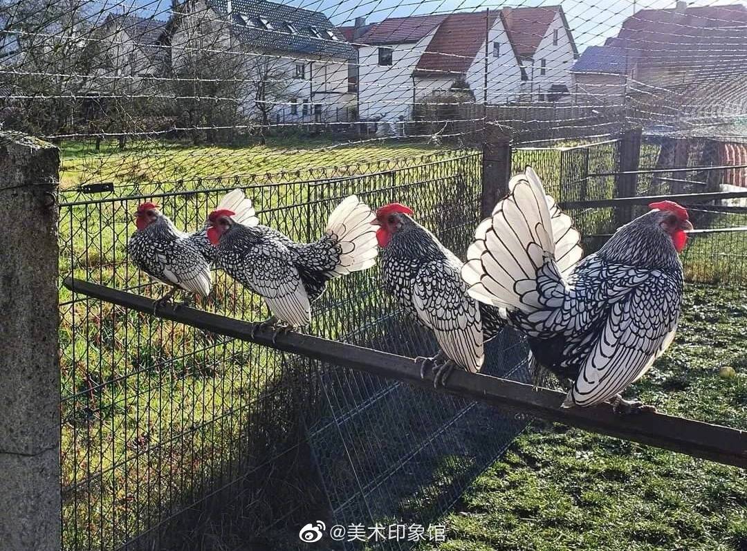 波兰鸡，第一眼以为是画的。 这就是大自然给我们的惊喜！_新浪新闻