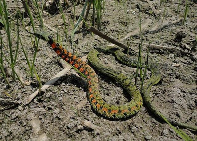 世界上最耐饿的5种动物青蛙上榜第一名可以10年不吃东西