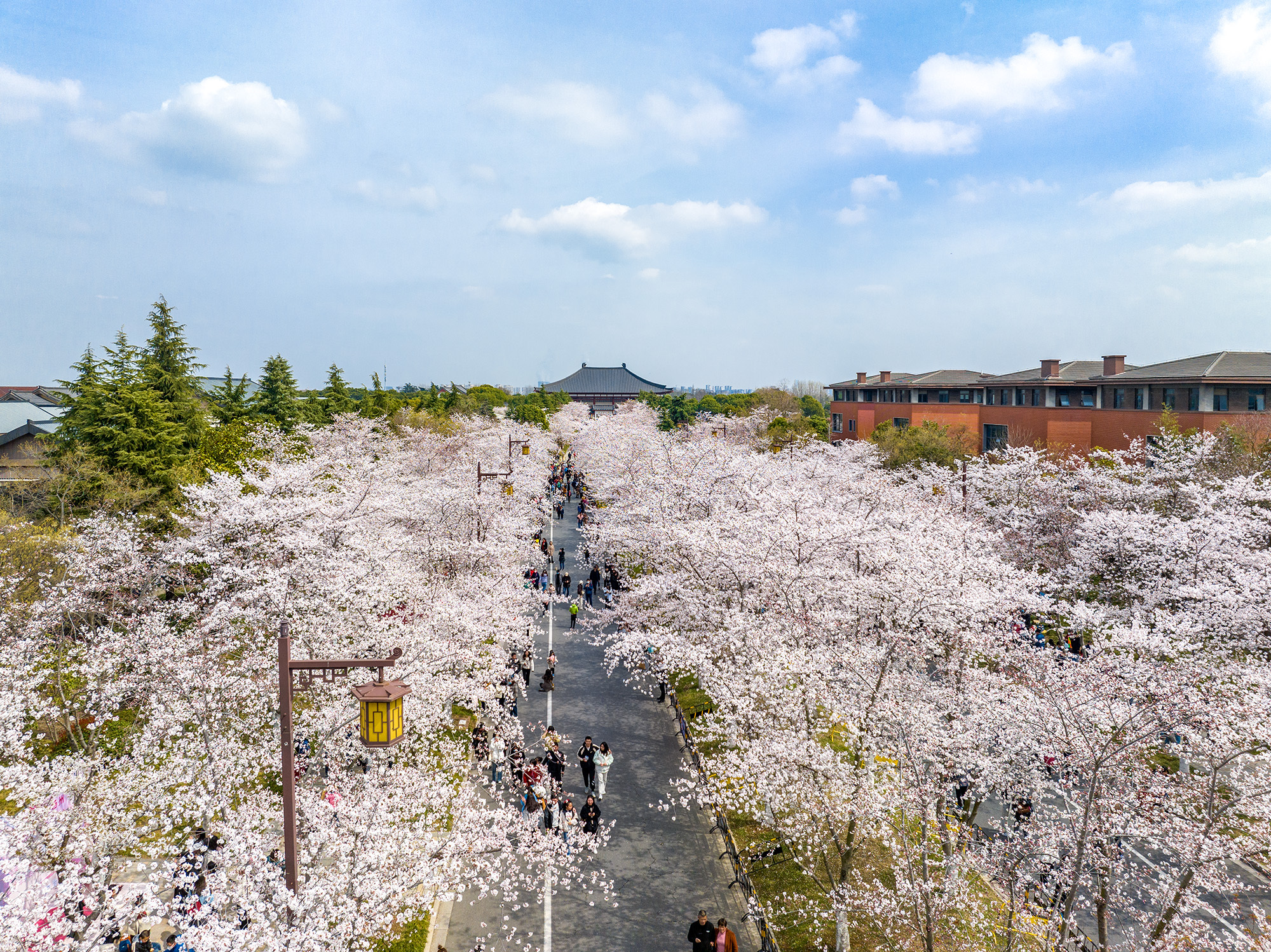 扬州鉴真大道的樱花规模很大,花开季节,游客摩肩接踵_高清图集_新浪网