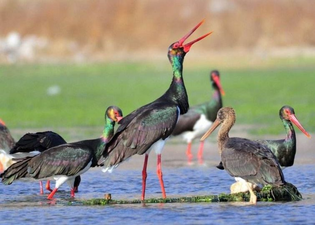 《登鹳雀楼》楼中的“鹳雀”是哪种鸟?实际并非一种,你见过哪种|登鹳雀楼|鹳雀楼|鹳鸟_新浪新闻