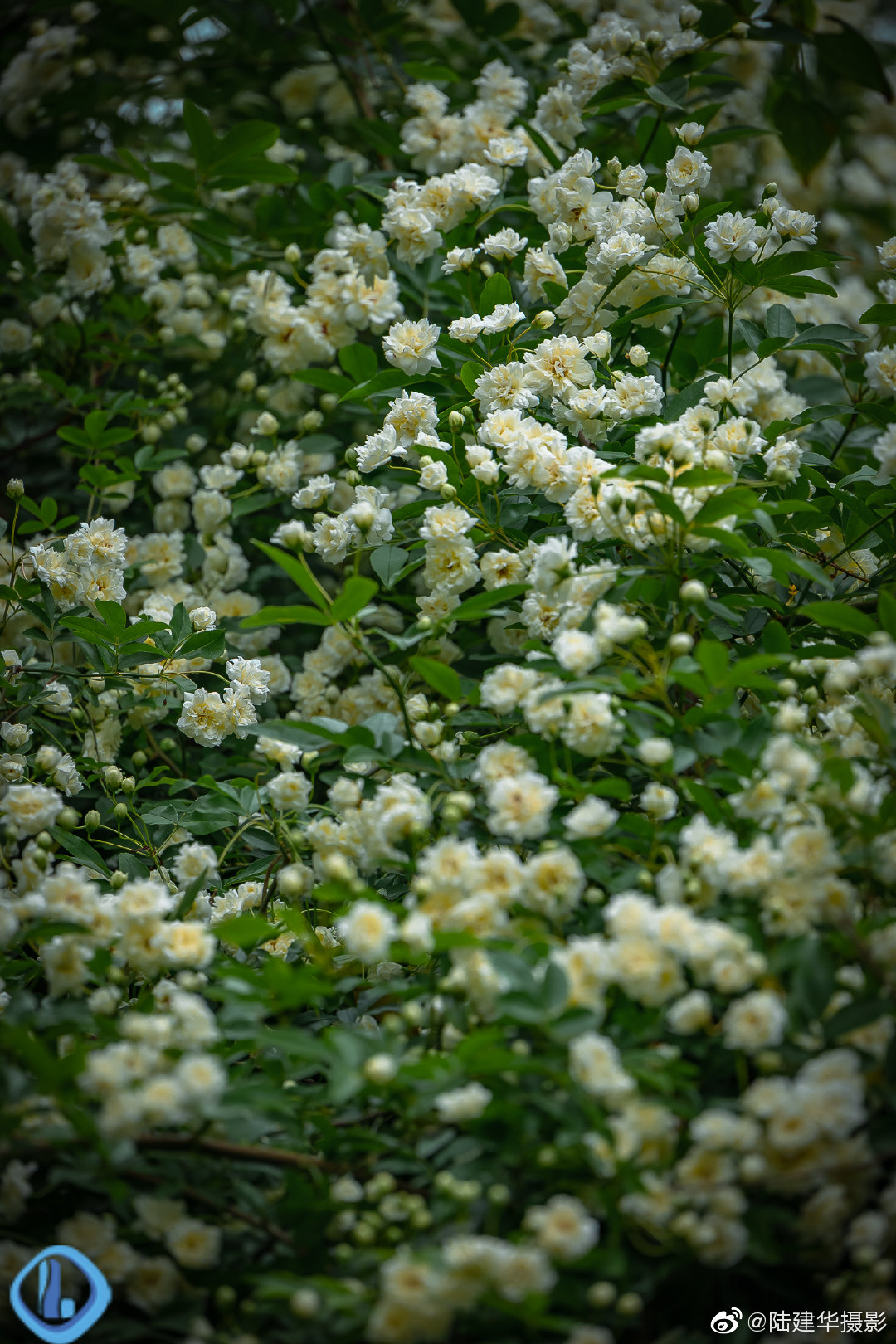 无锡太湖鼋头渚120岁的白木香,花开满枝头.晚安__财经头条