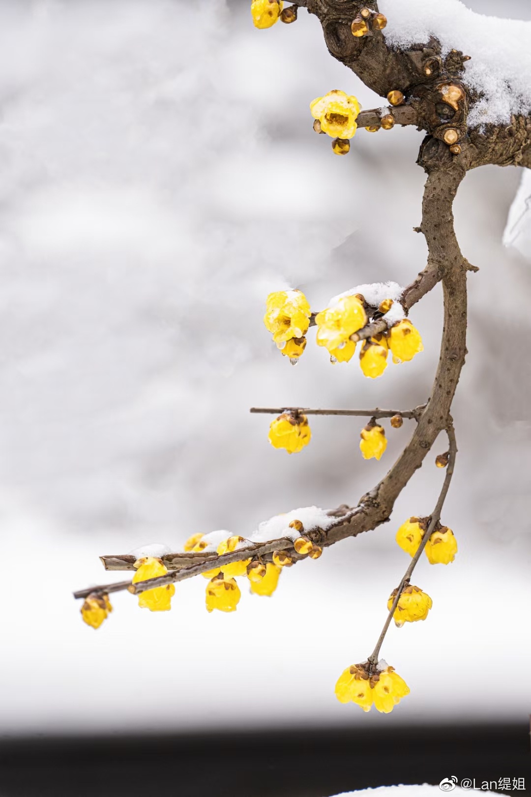 梅花爱雪雪已知只因雪花知也迟但愿梅花挺雪中梅雪共享痴情诗