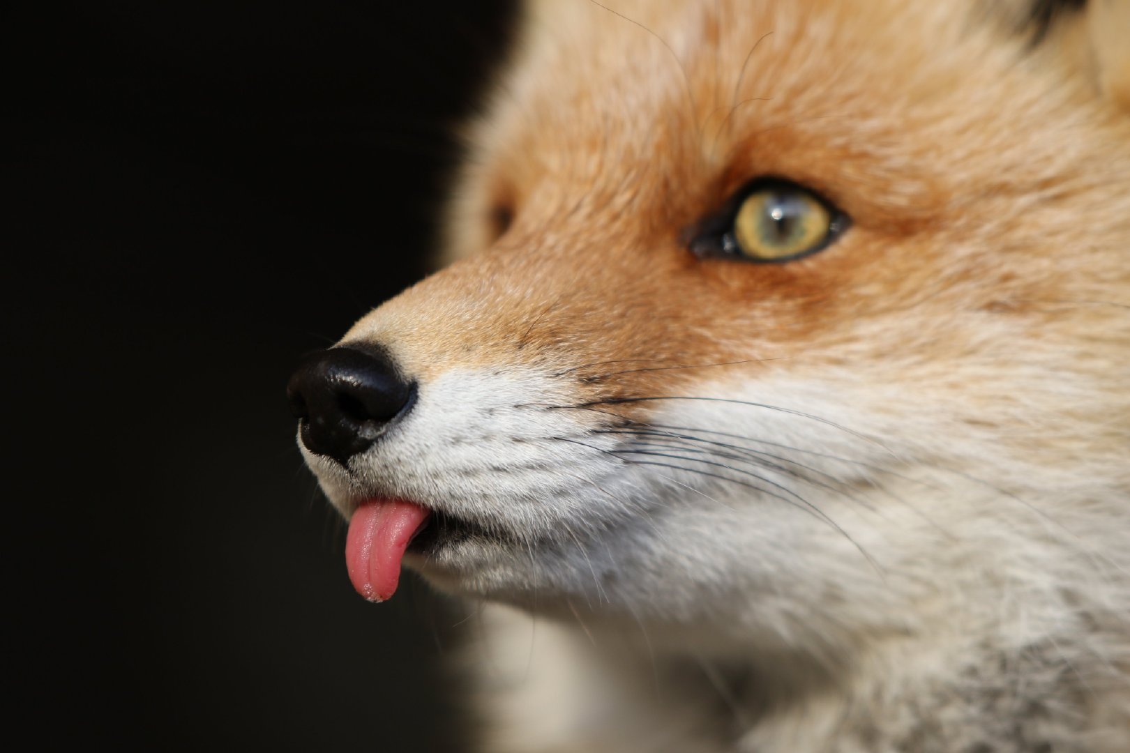 日本北狐牧场的狐狸们 Twitter Chengren21 Onraisan