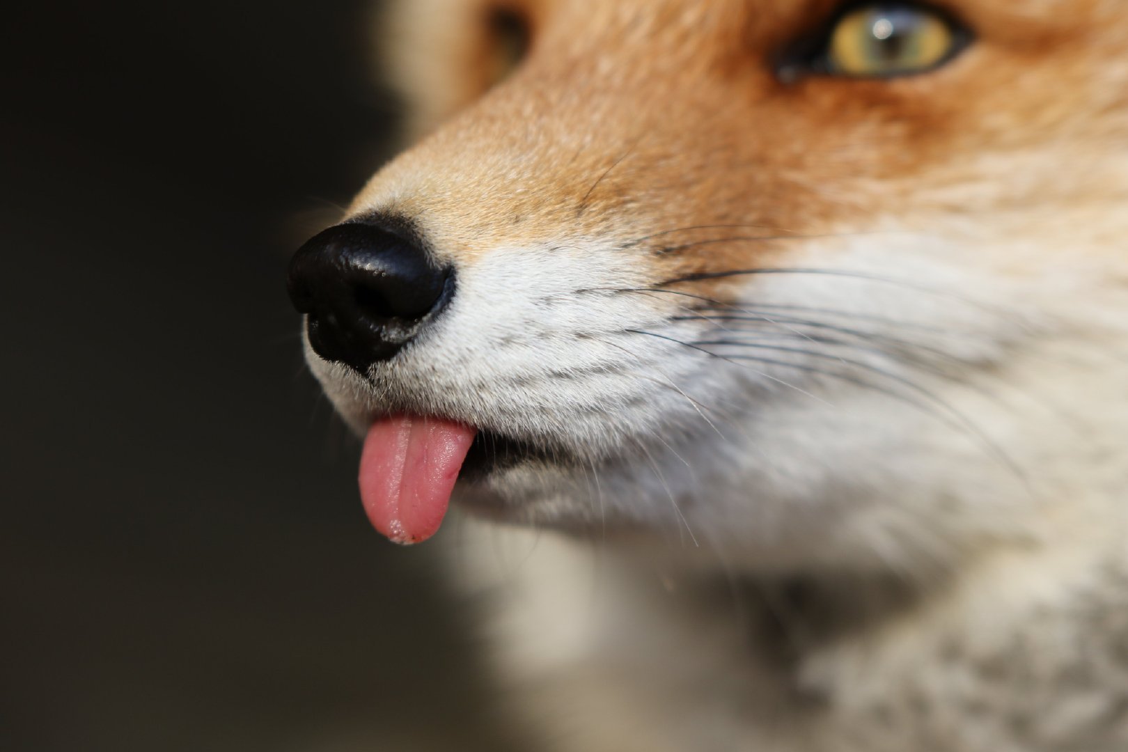 日本北狐牧场的狐狸们 Twitter Chengren21 Onraisan