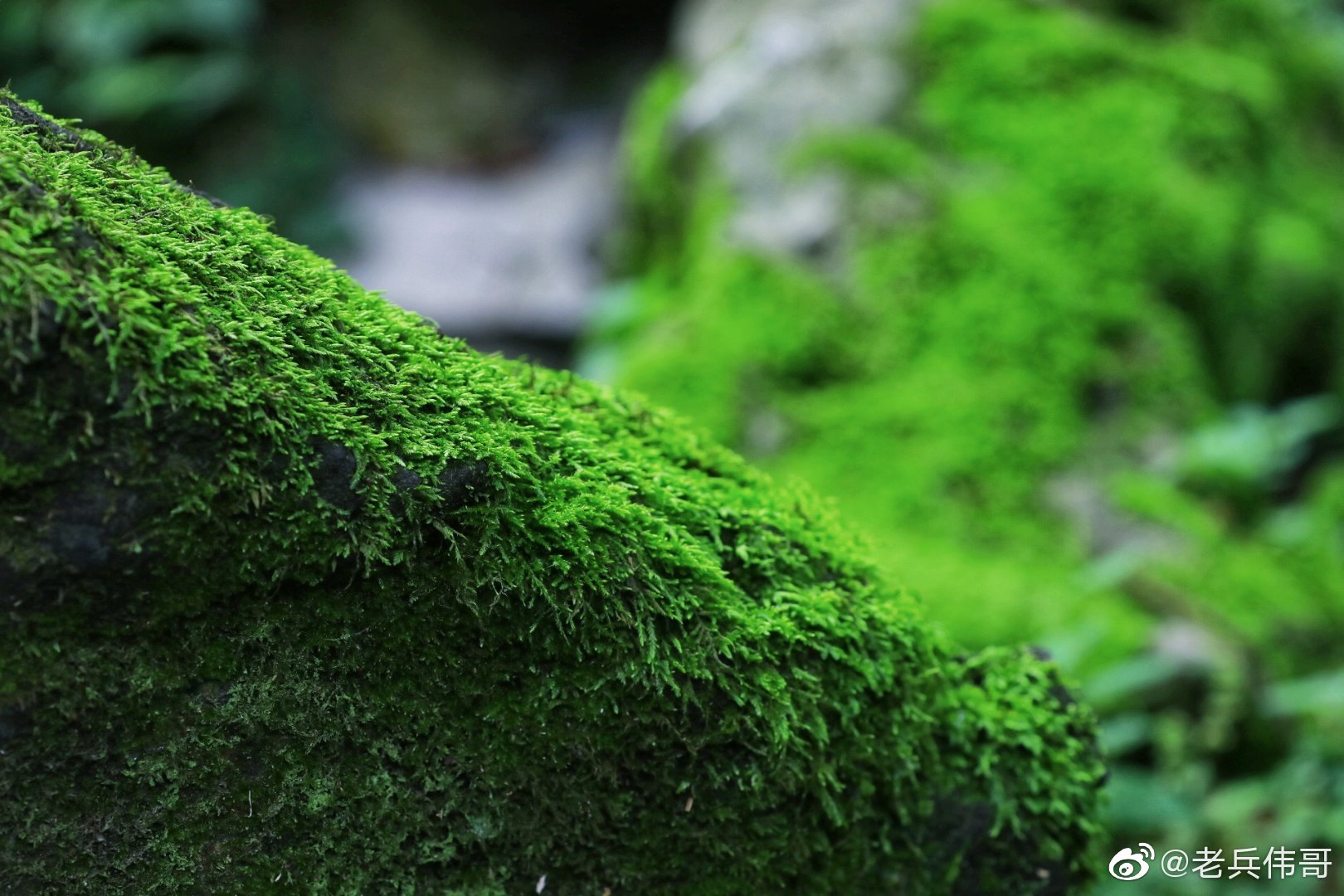 绿苔，一种看似卑微的植物，长在树干，附在石上，踩在脚下……
