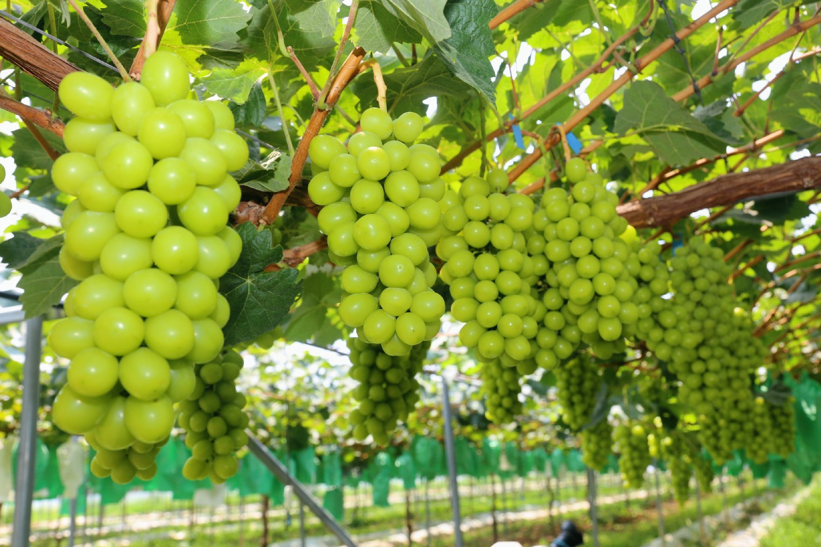 高标准种植阳光玫瑰葡萄 产品直供香港市场