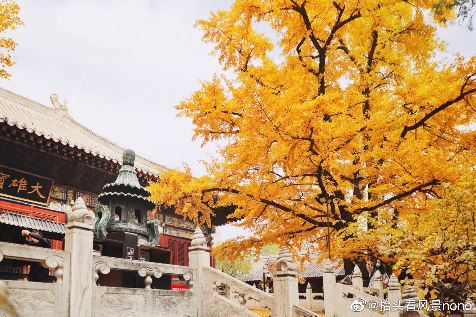 北京红螺寺 千年雌雄古银杏, 一东一西,1100年的相守……__财经头条