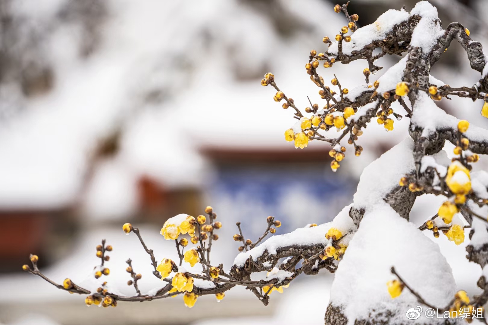 梅花爱雪雪已知只因雪花知也迟但愿梅花挺雪中梅雪共享痴情诗