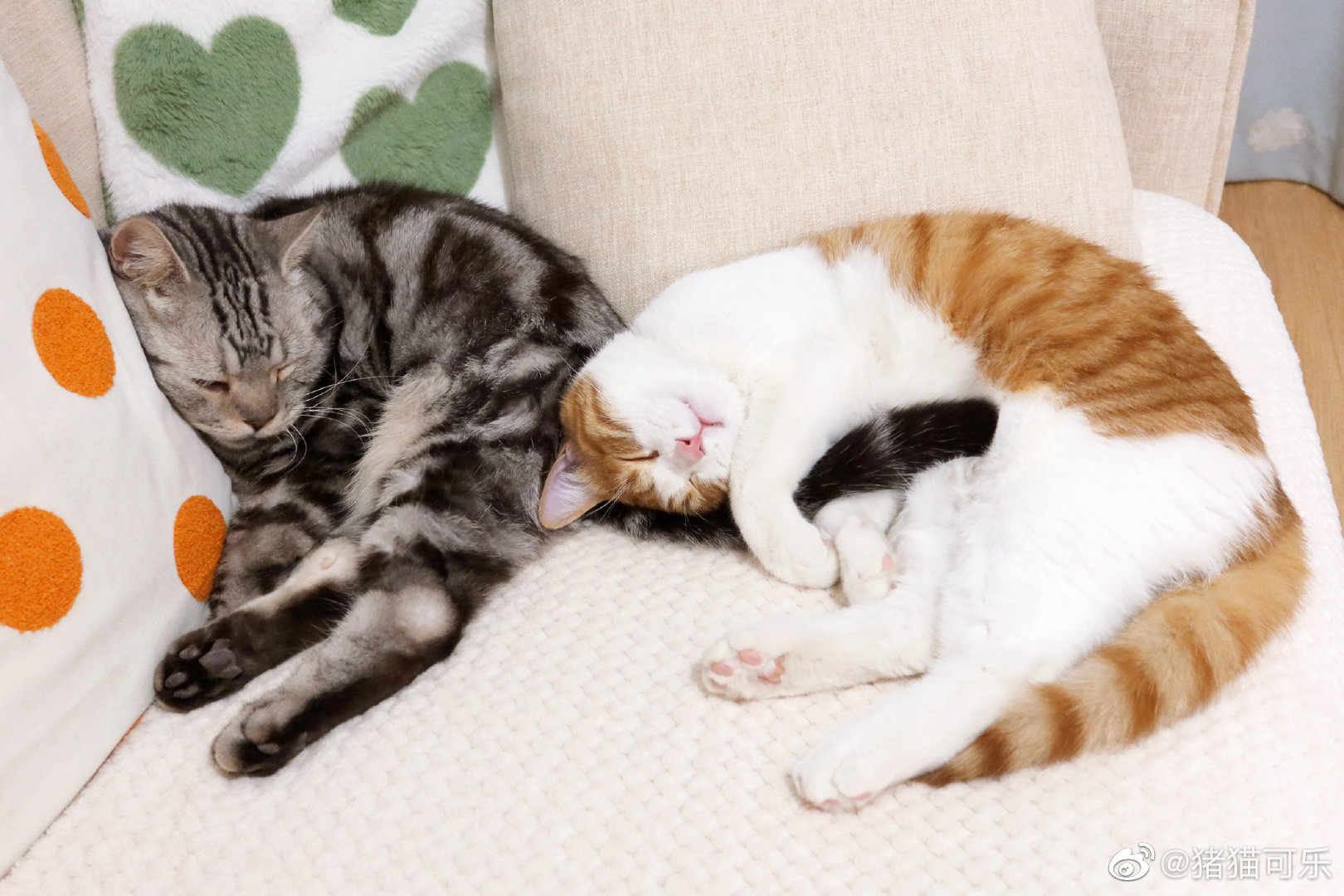 你们小猫咪怎么都喜欢抱着哥哥的尾巴睡觉呀_高清图集_新浪网