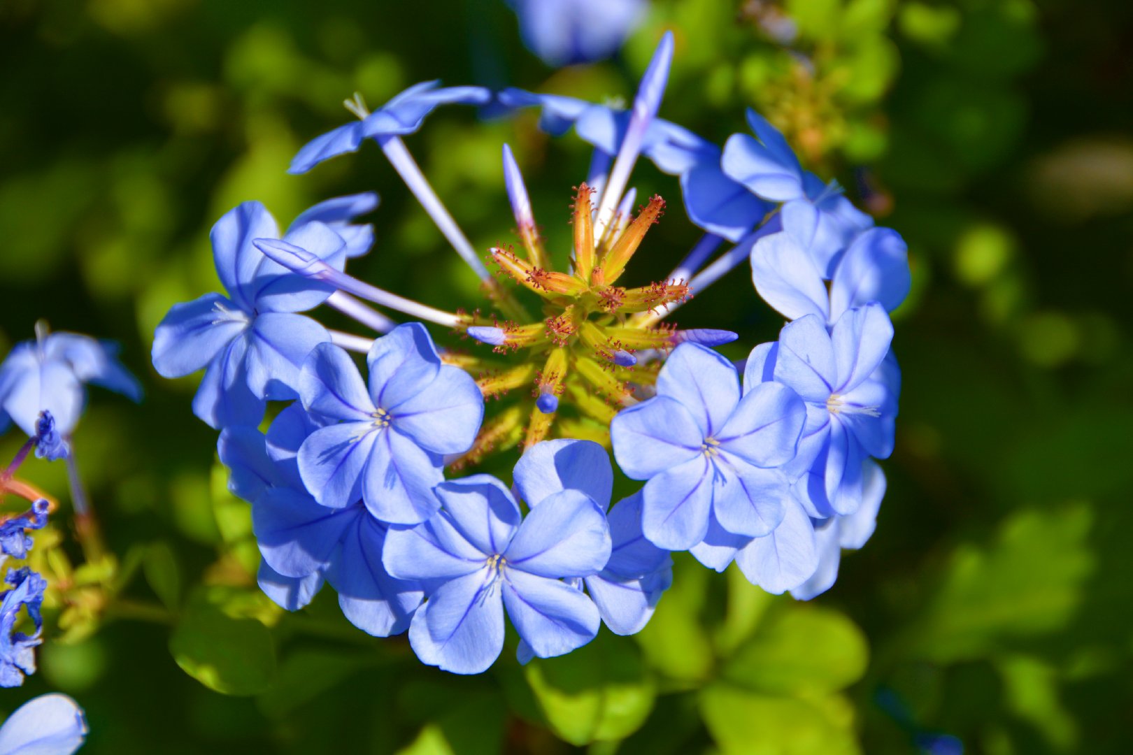 蓝花丹蓝色花,原创拍摄|蓝色|原创|拍摄_新浪新闻