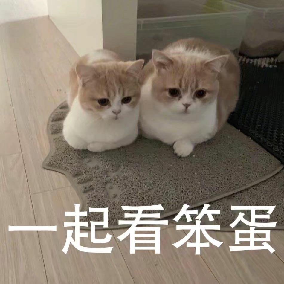 一组猫咪看笨蛋表情包合集!