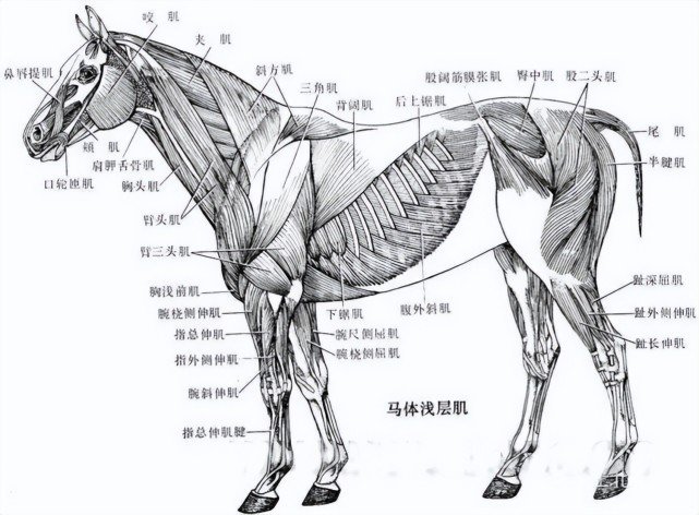 马有着奇怪的腿部结构马拥有惊人的爆发力,它们的最大速度可以达到88