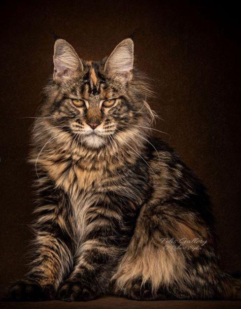 缅因猫体长标准图片