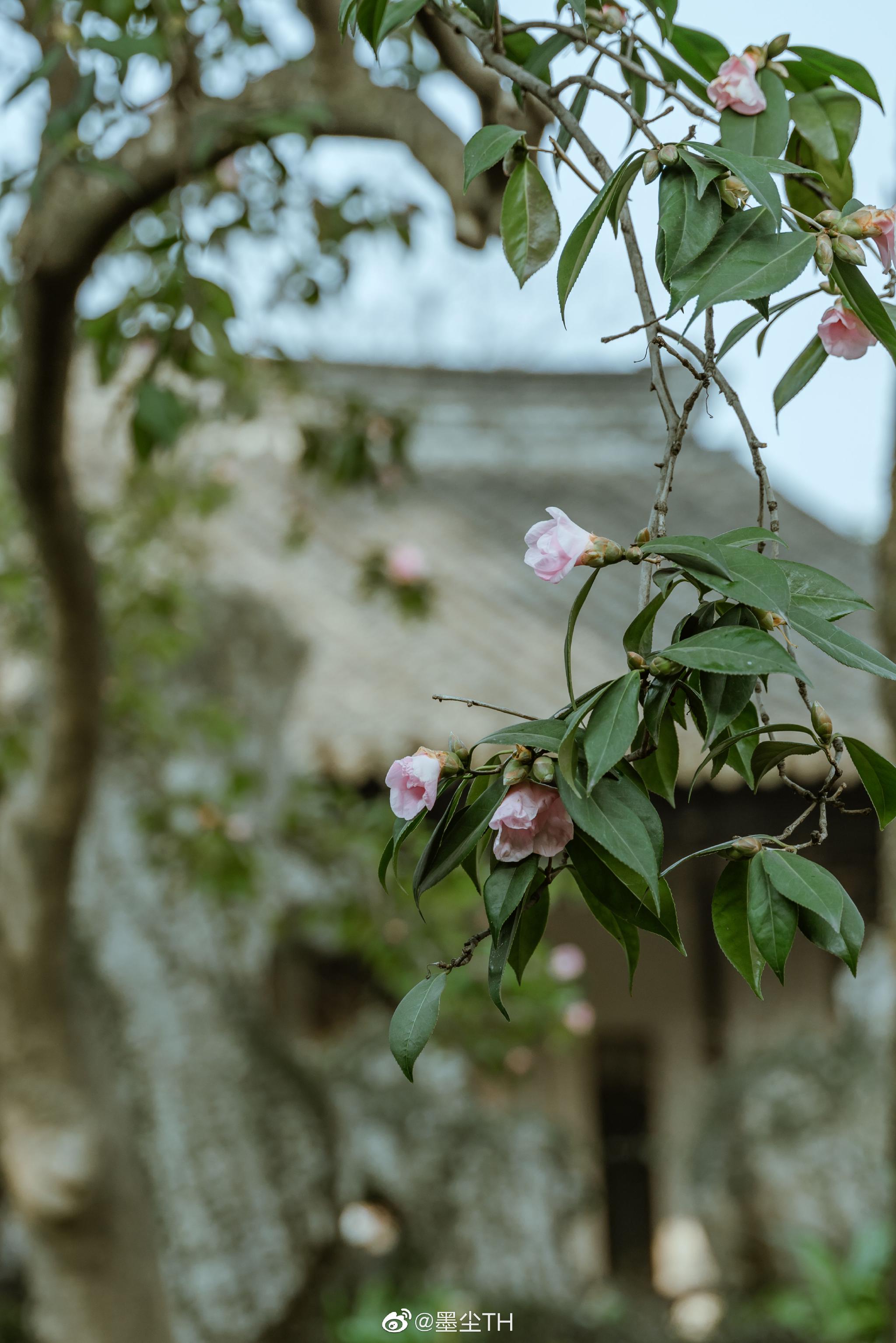 春来无事，只为花忙。晚安__财经头条