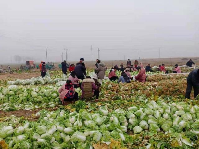 山东菏泽村民给西安捐5万公斤大白菜：“这其实是我2021年的大部分收入”休闲区蓝鸢梦想 - Www.slyday.coM