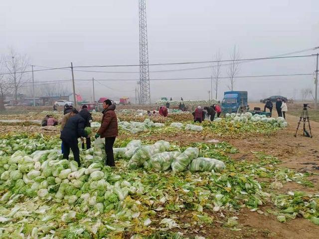 山东菏泽村民给西安捐5万公斤大白菜：“这其实是我2021年的大部分收入”休闲区蓝鸢梦想 - Www.slyday.coM