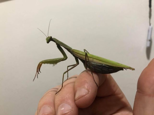昆虫界的顶级猎食者优秀的长臂拳手螳螂的拳法有多精湛