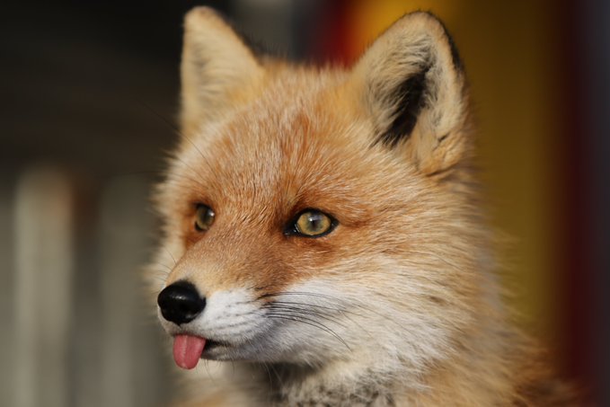 日本北狐牧场的狐狸们 Twitter Chengren21 Onraisan