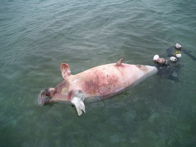 长江白鲟之后,“美人鱼”也在我国“灭绝”!还有挽救的余地吗?休闲区蓝鸢梦想 - Www.slyday.coM 长江白鲟之后,“美人鱼”也在我国“灭绝”!还有挽救的余地吗?休闲区蓝鸢梦想 - Www.slyday.coM