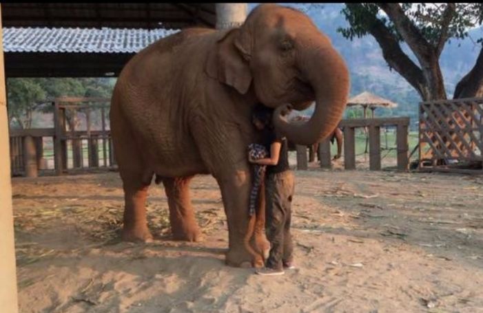 女子冒着生命危险靠近大象,象鼻一下卷入身旁原来是为了这个