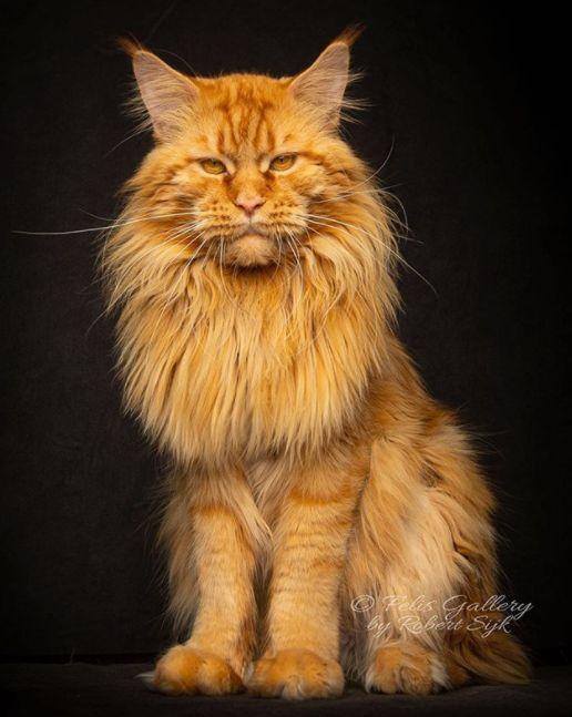 缅因猫到底能长多大?网友:别拿老虎来骗我