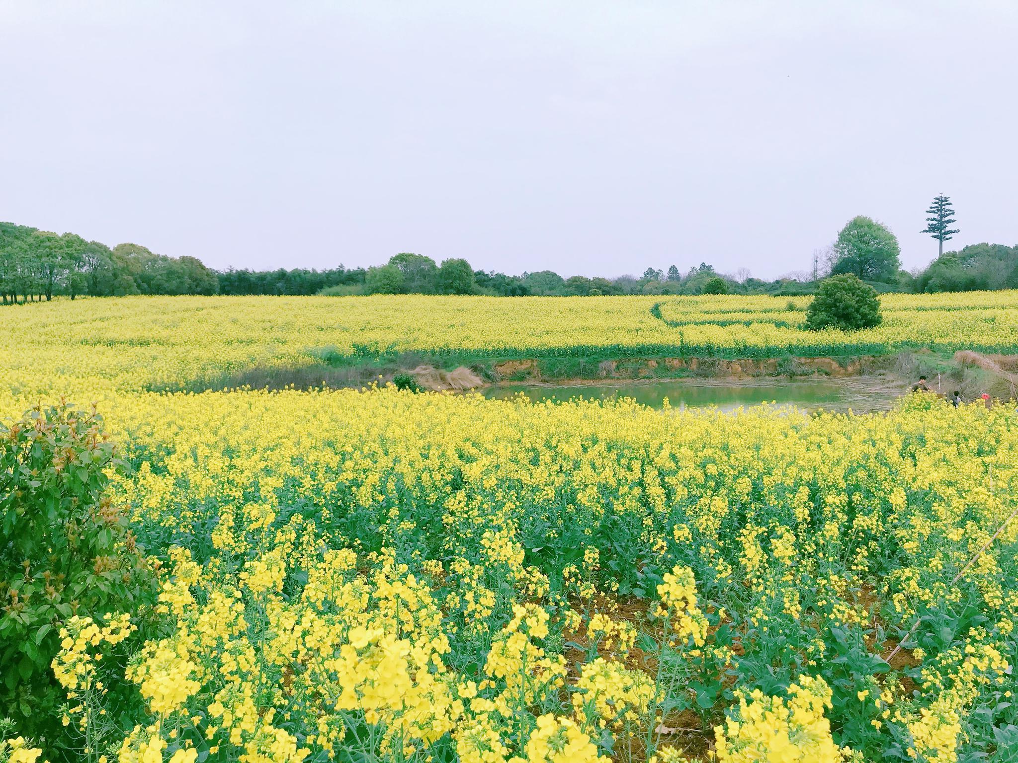 南京高淳油菜花"颜值爆表"