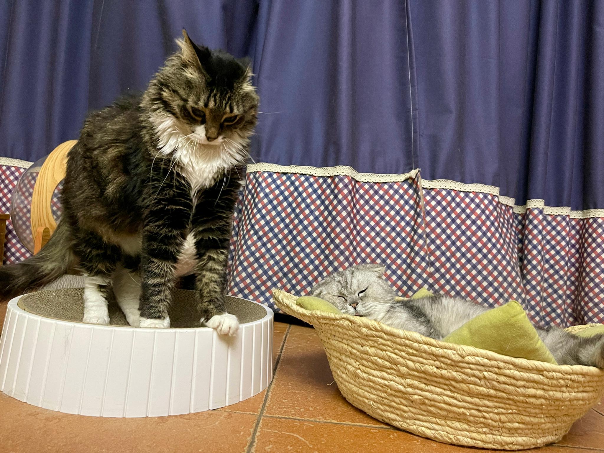 直男猪哥对身边的女王大咪看都不看一眼