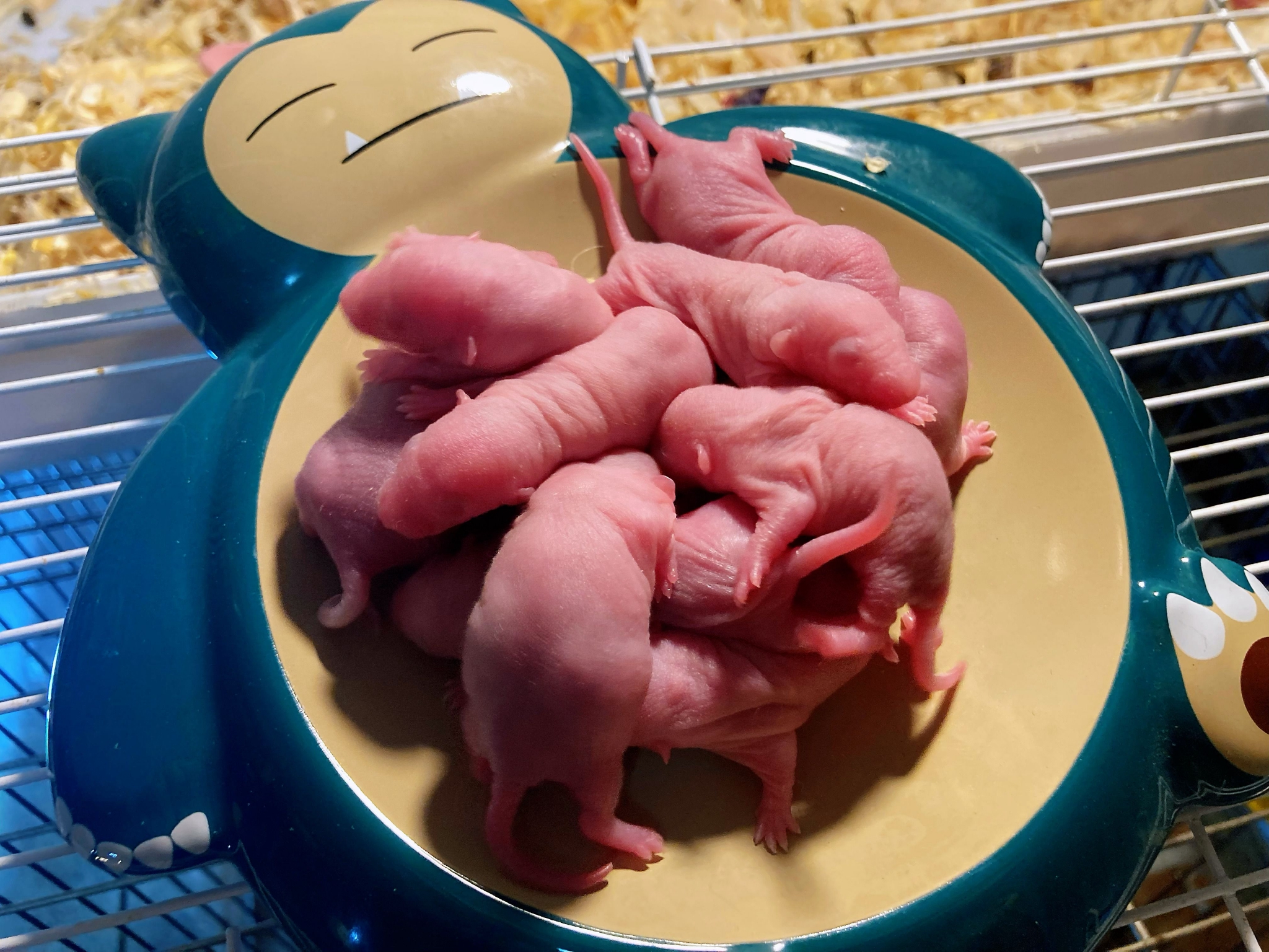 怪兽吃小孩 从红紫色渐渐变成粉白色～因为小家伙开始长很薄的毛