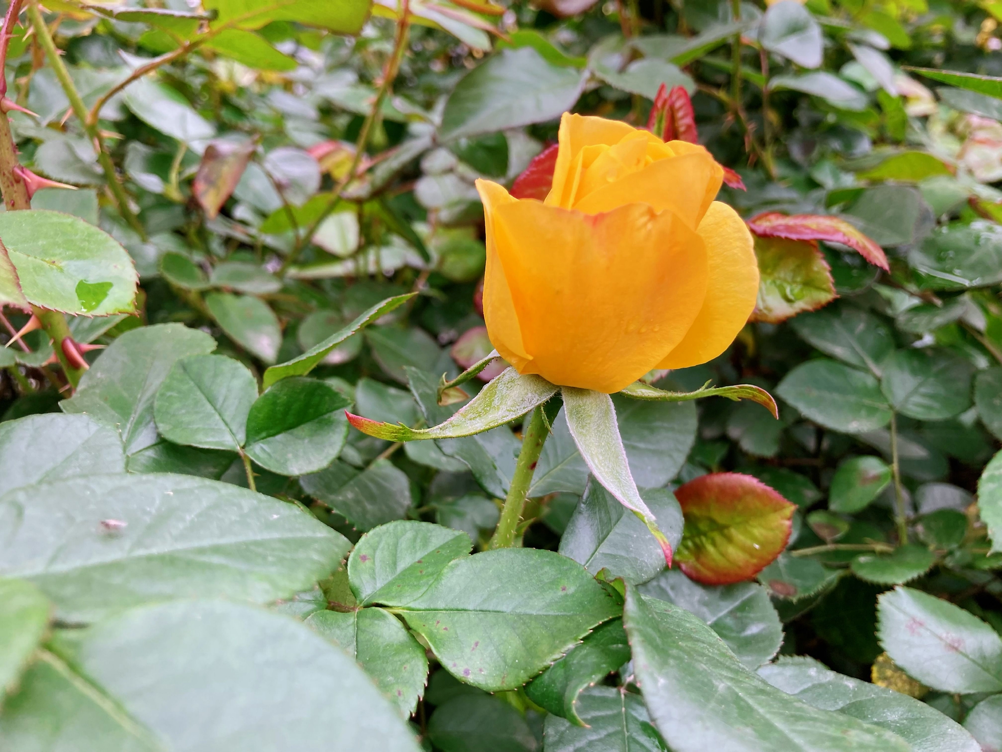 月季rosa chinensis__财经头条