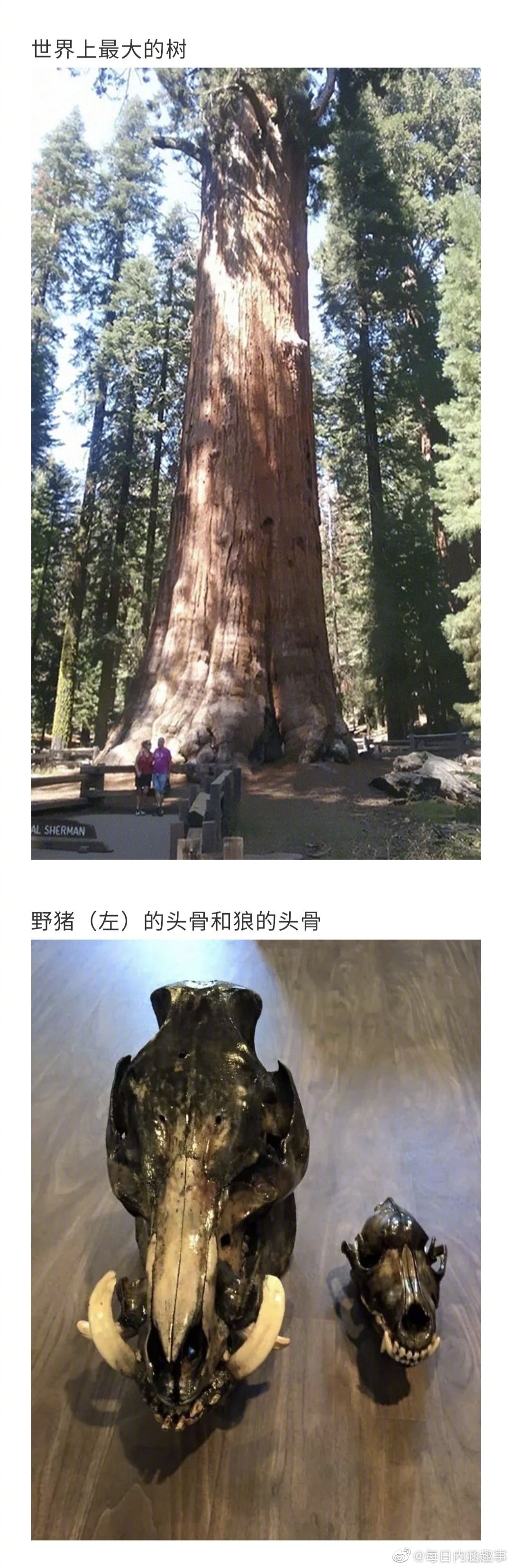 比你想象中还要大的东西！看完直呼好家伙...__财经头条