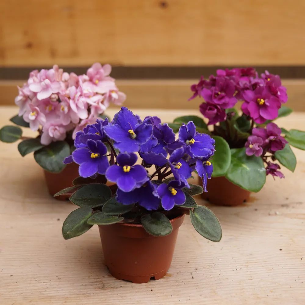 非洲紫罗兰用叶插繁殖成功率特高,选对叶子,水培,土培都能生根