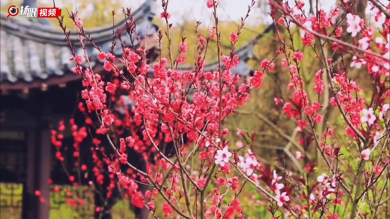 请 宁 赏花 这才是栖霞山春天该有的样子